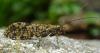 362283 – Photo : MOLINIER Cédric – France (66)
